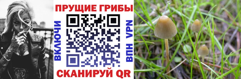 где найти наркотики  Нижний Ломов  Псилоцибиновые грибы Magic Shrooms 